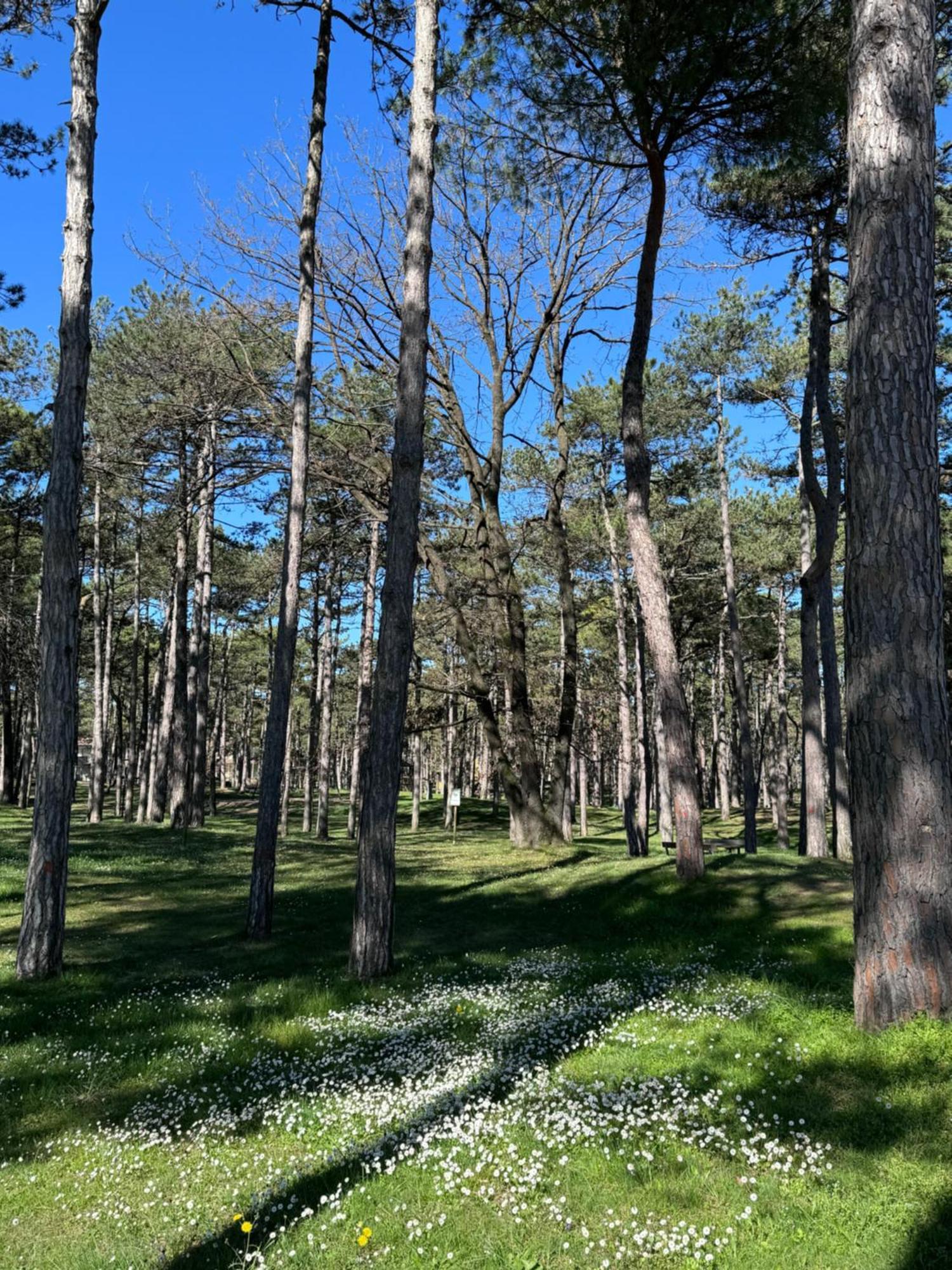 Villa Vittoria Lignano Sabbiadoro Bagian luar foto